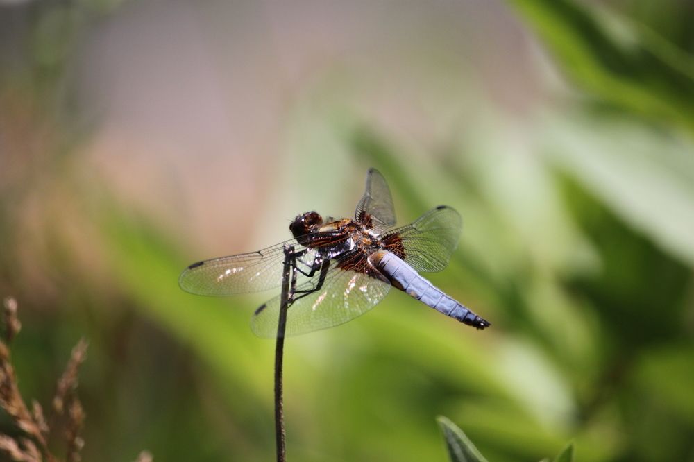 Dragonfly