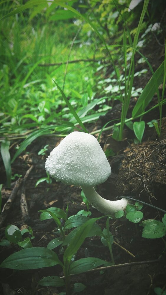 Fresh Mushroom