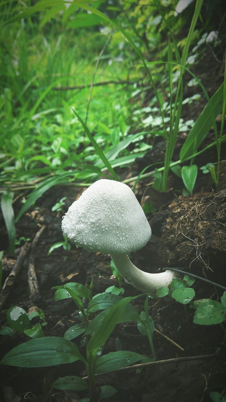 Fresh Mushroom