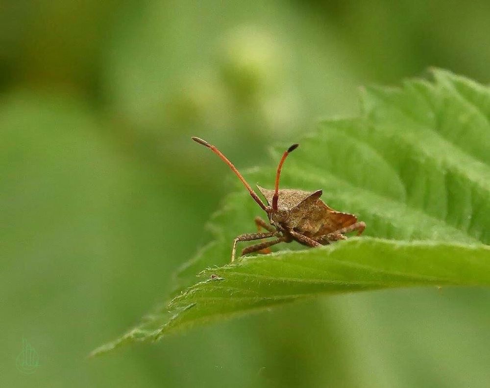 Straight in the eyes.