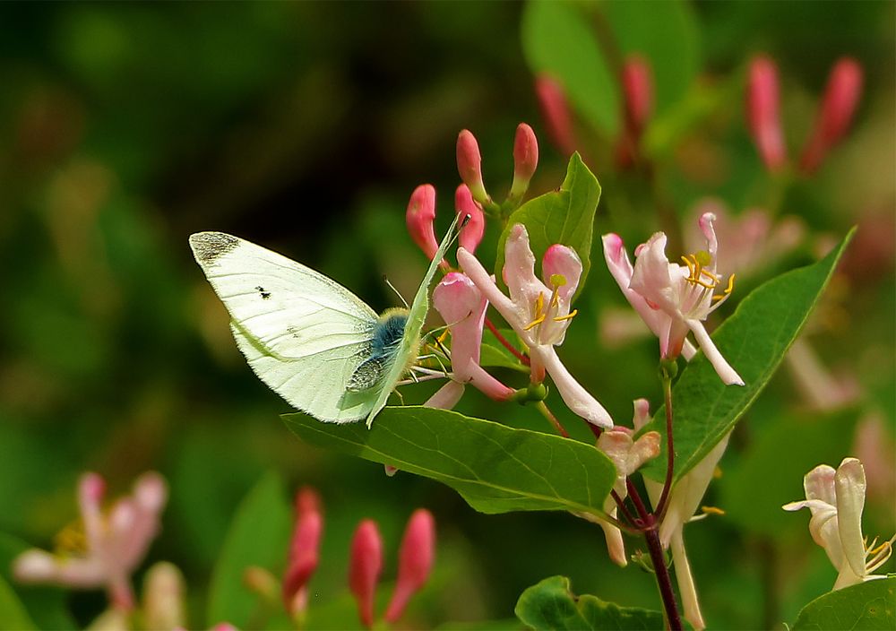 Капустница на жимолости
