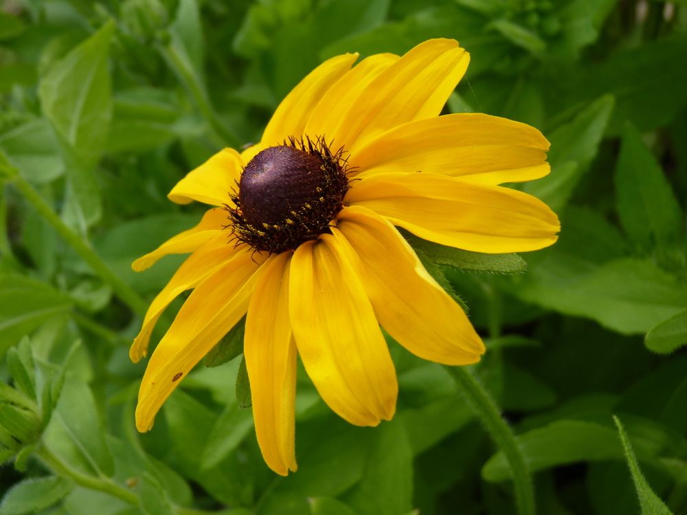 Sunny flower