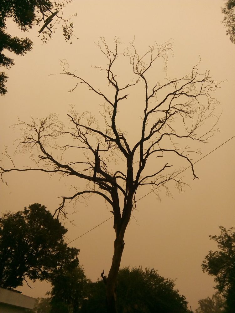 A tree with has  creepy branches