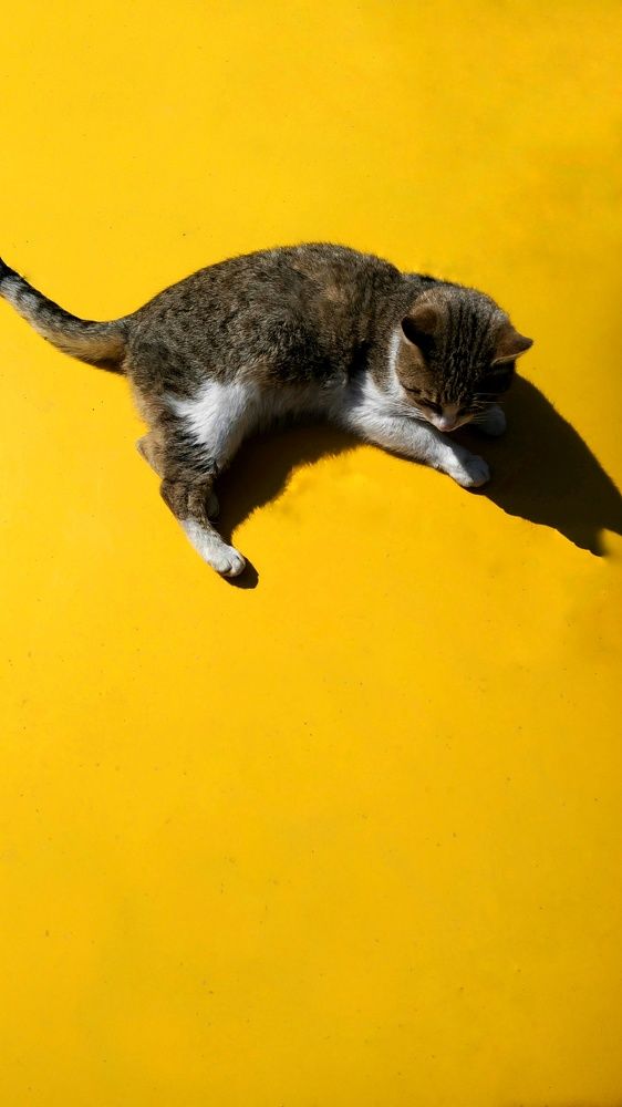 yellow and cat