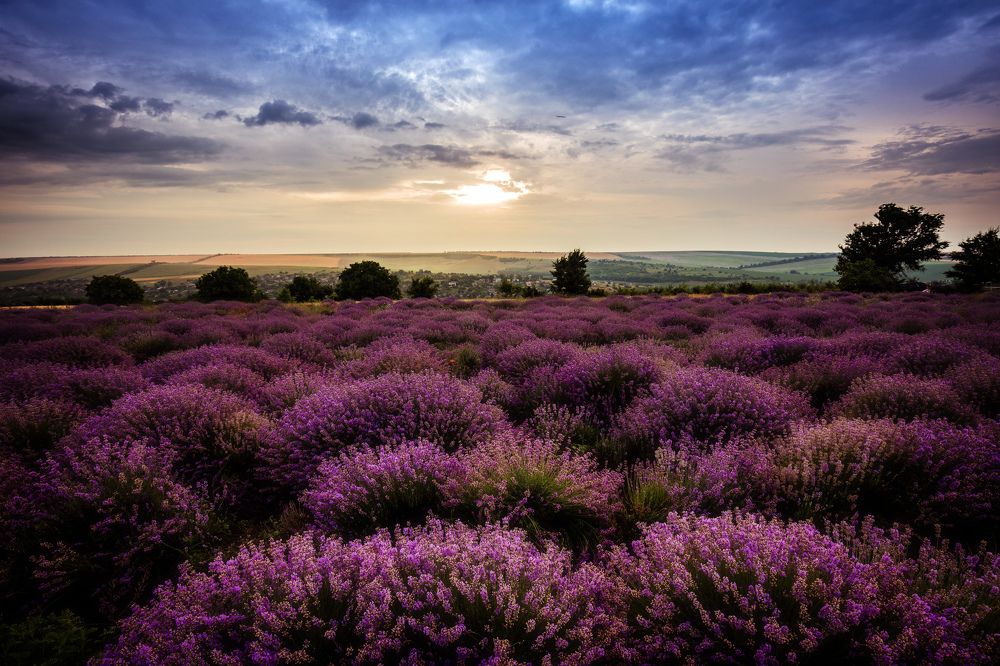 lavender field