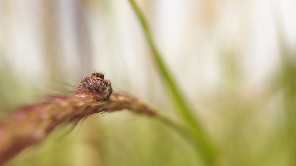 jumping spider