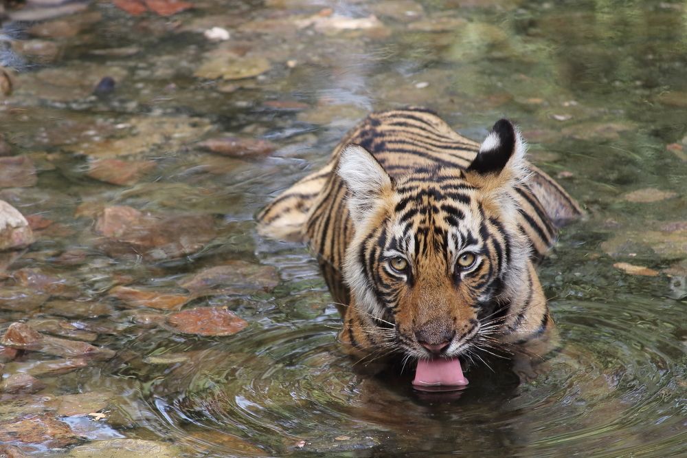 Future Queen Of Ranthambhore National Park
