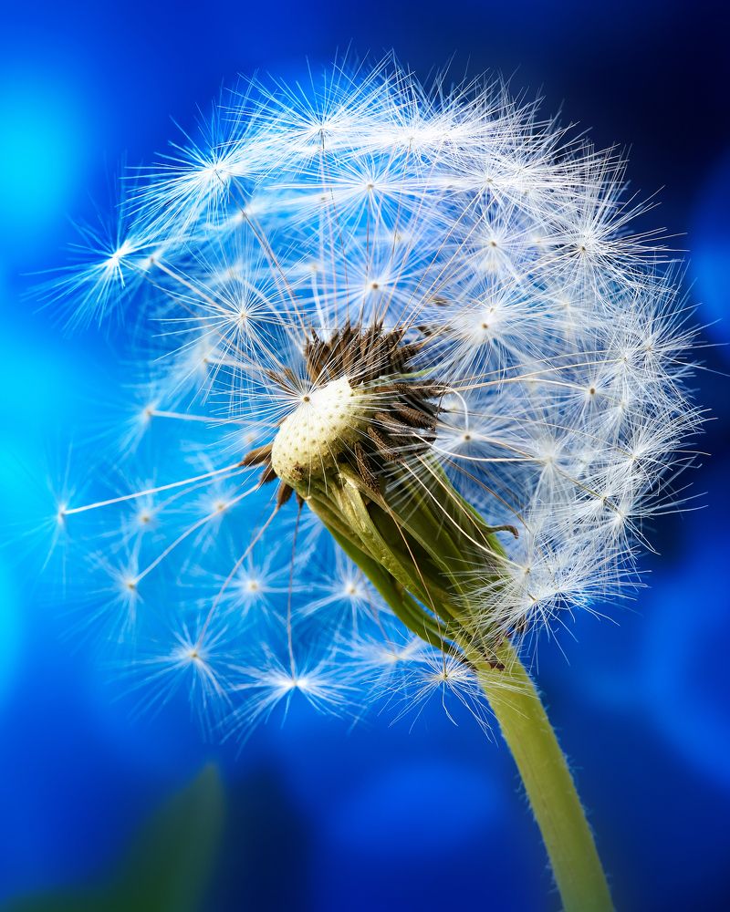 Одуван воображала