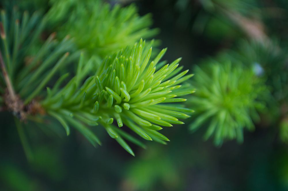 Волшебство природы