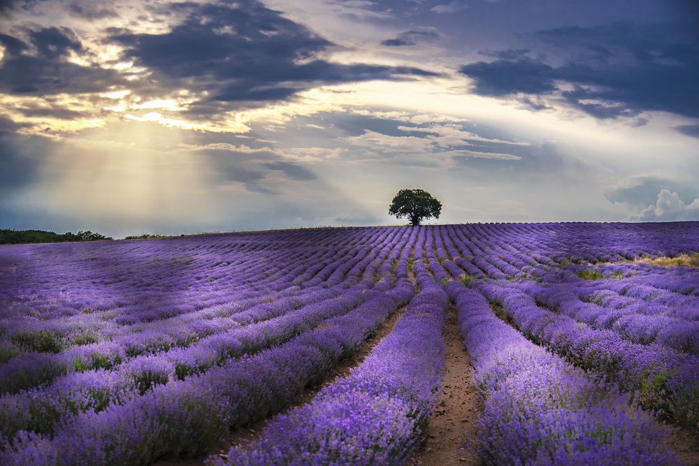 Lavender Valley
