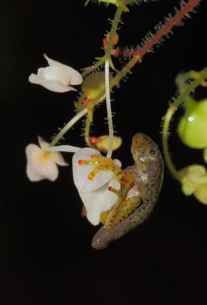 Froglet of Malabar Gliding Frog (Rhacophorus malabaricus)