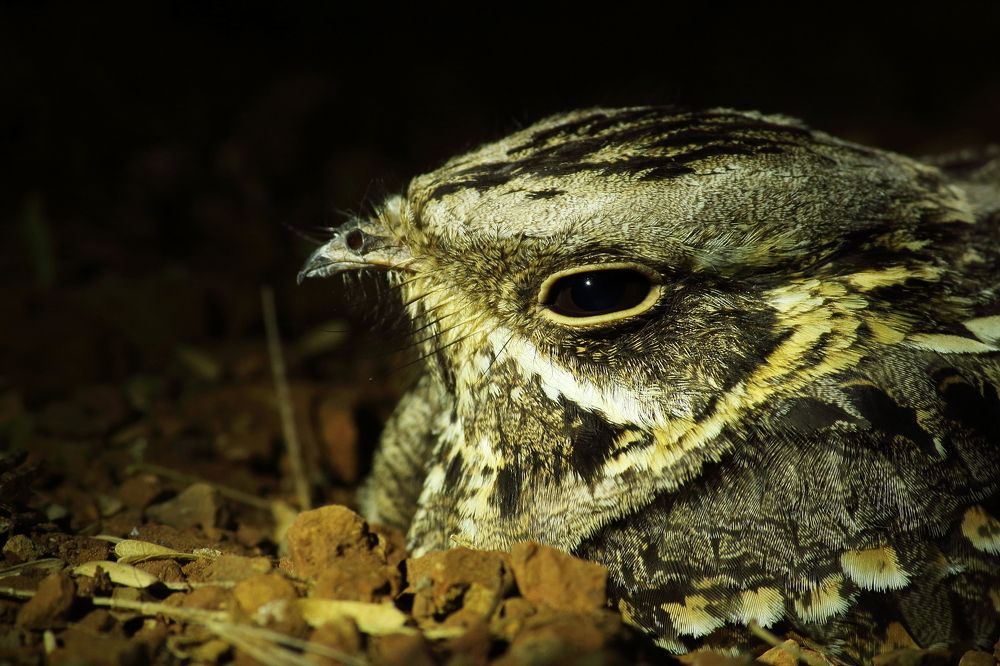 Indian nightjar