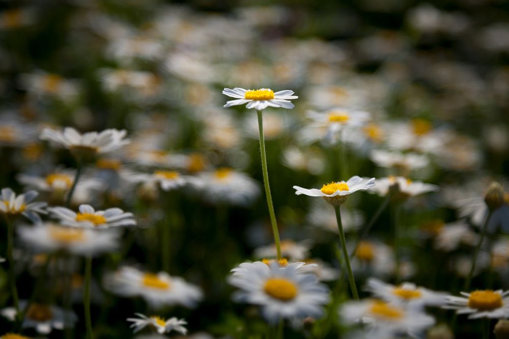 ромашковый июнь