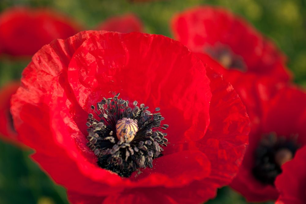 маковый май