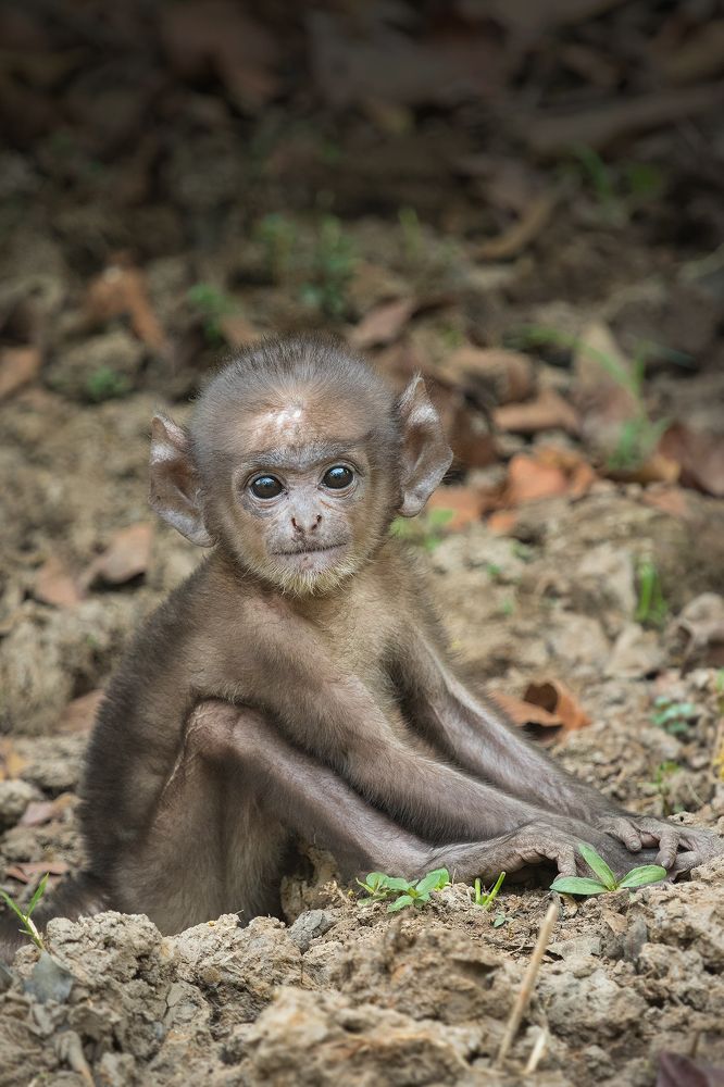 Curious Baby Monkey