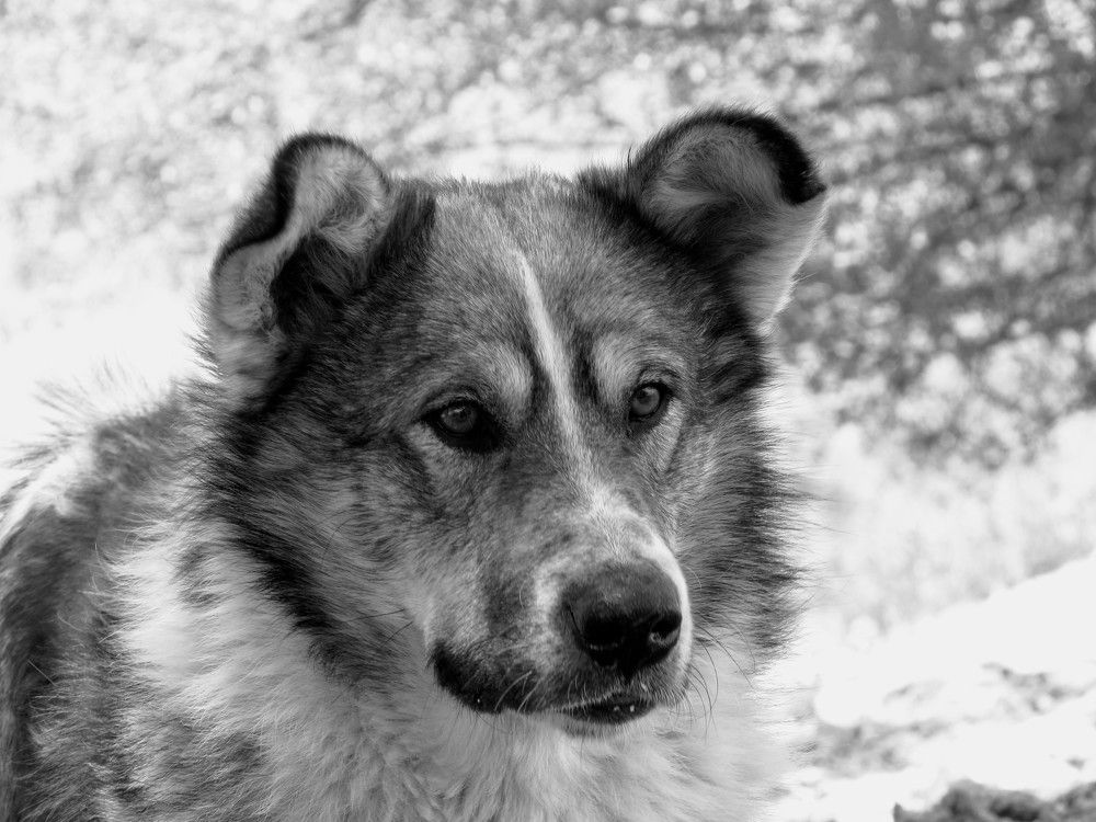 Пастушья собака/Sheepdog