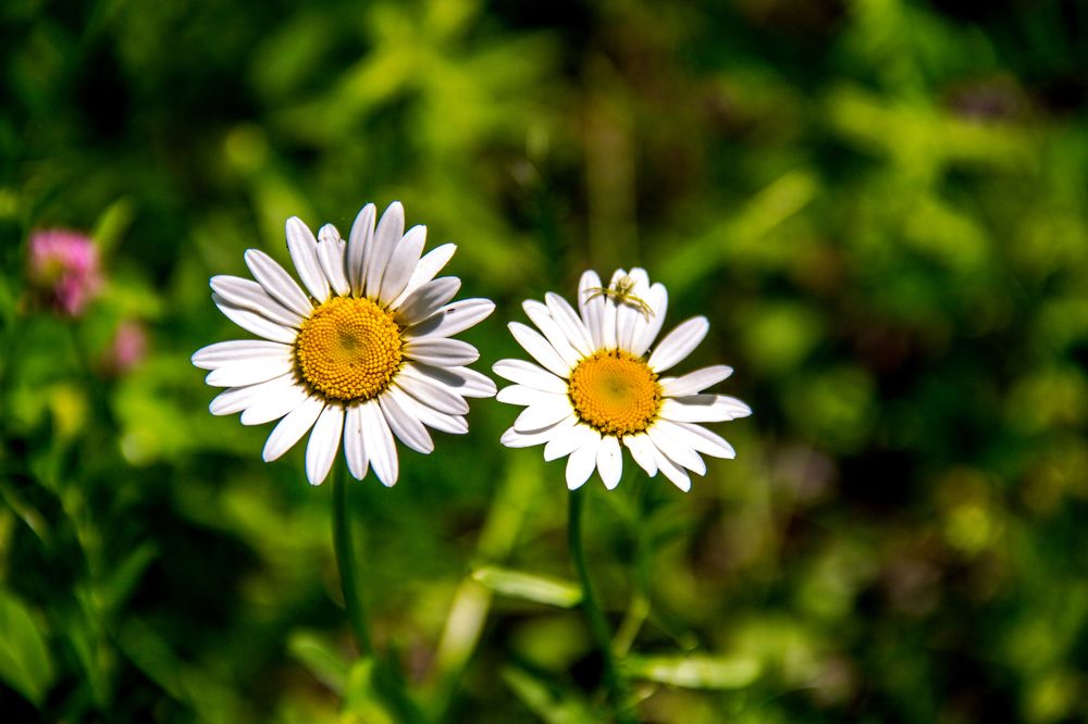 Одуванчики