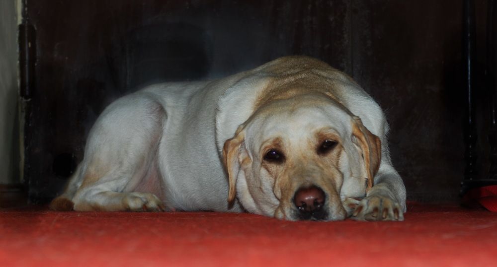 Photograph by рамаз хонелидзе