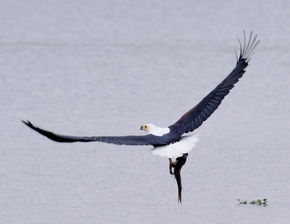 Fish eagle catch of the day