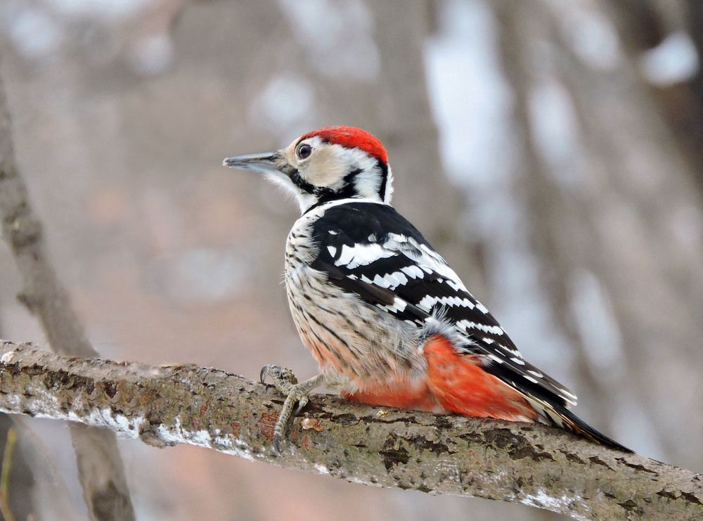 Дятел белоспинный