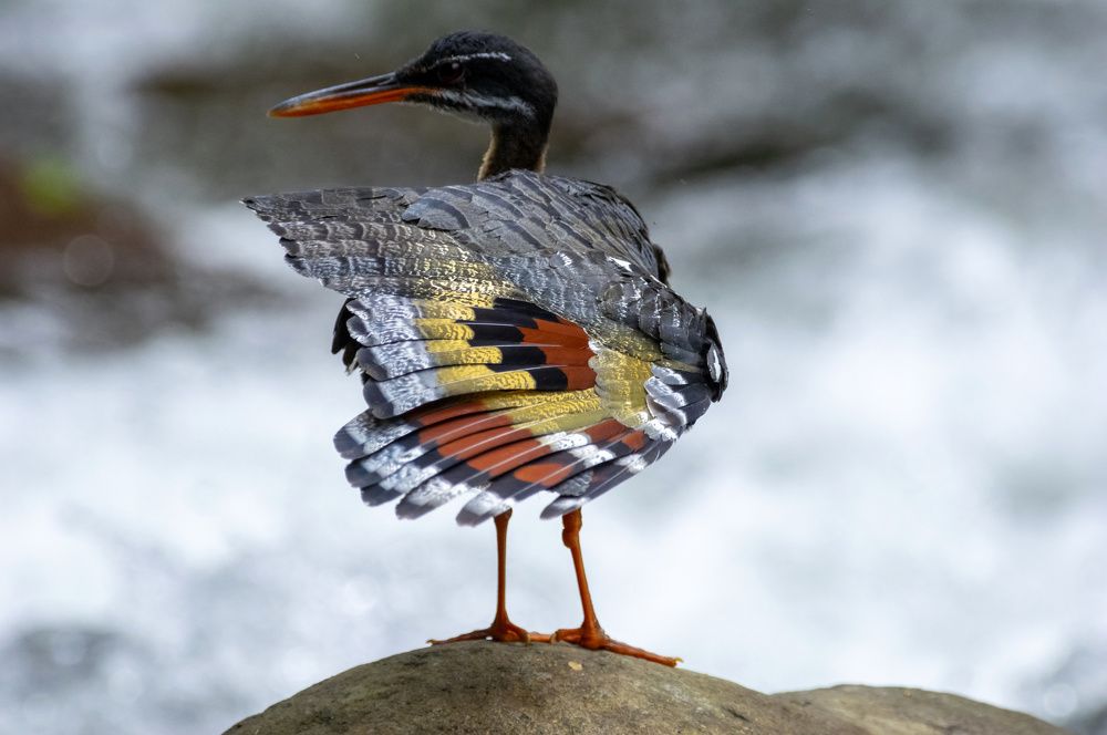 Sunbittern cleans feathers