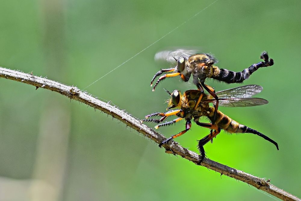 Cuple robberflies.