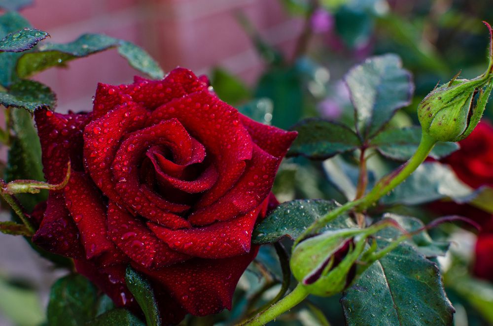 Цветы у любимой бабушке