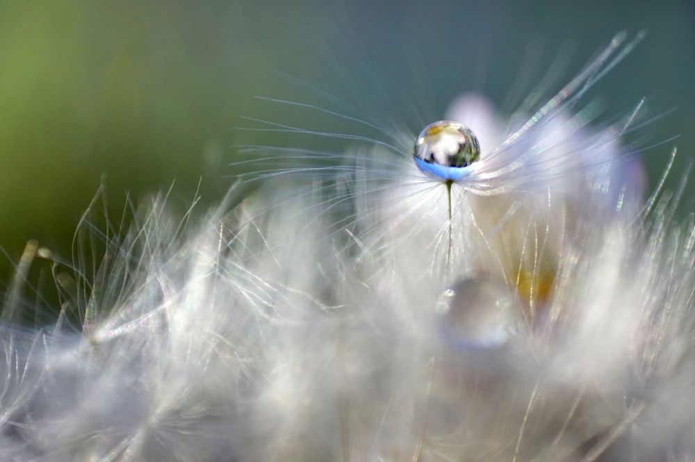 Dandelion seeds and raindrop