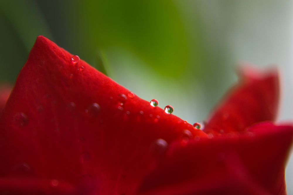 Раса на лепестках