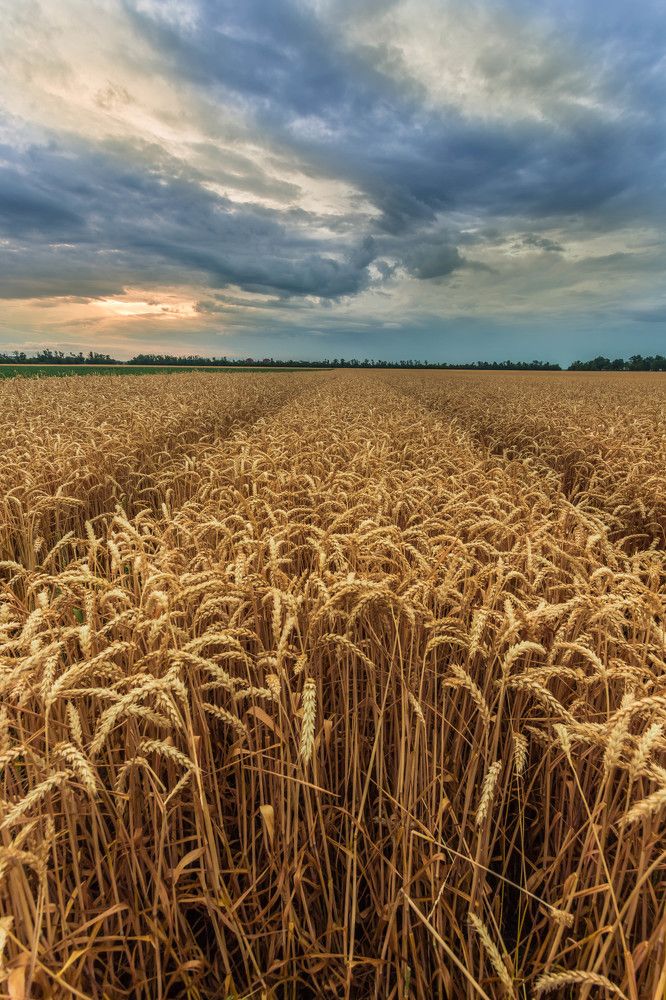 Кубанский хлеб