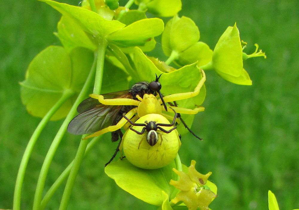 Свадебный подарок