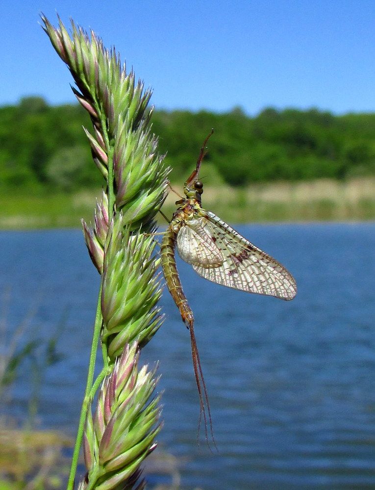 Танец поденки