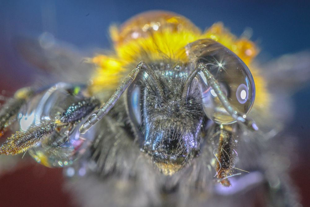 "Мокрый" шмель