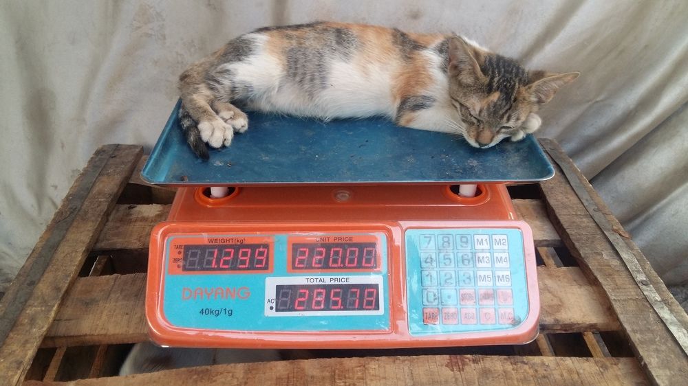 قطة محظوظة وشاب رحيم