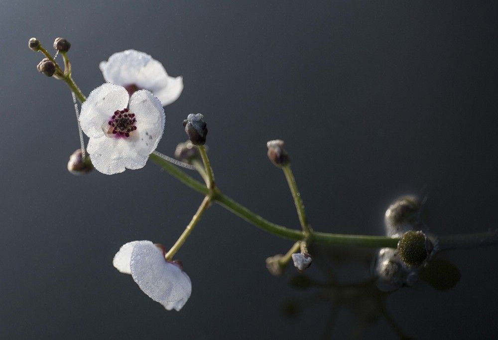 a water flower at dawn