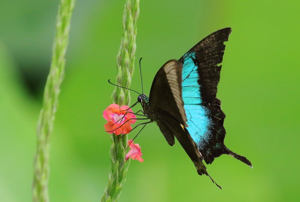 Jewel of Western Ghats, India
