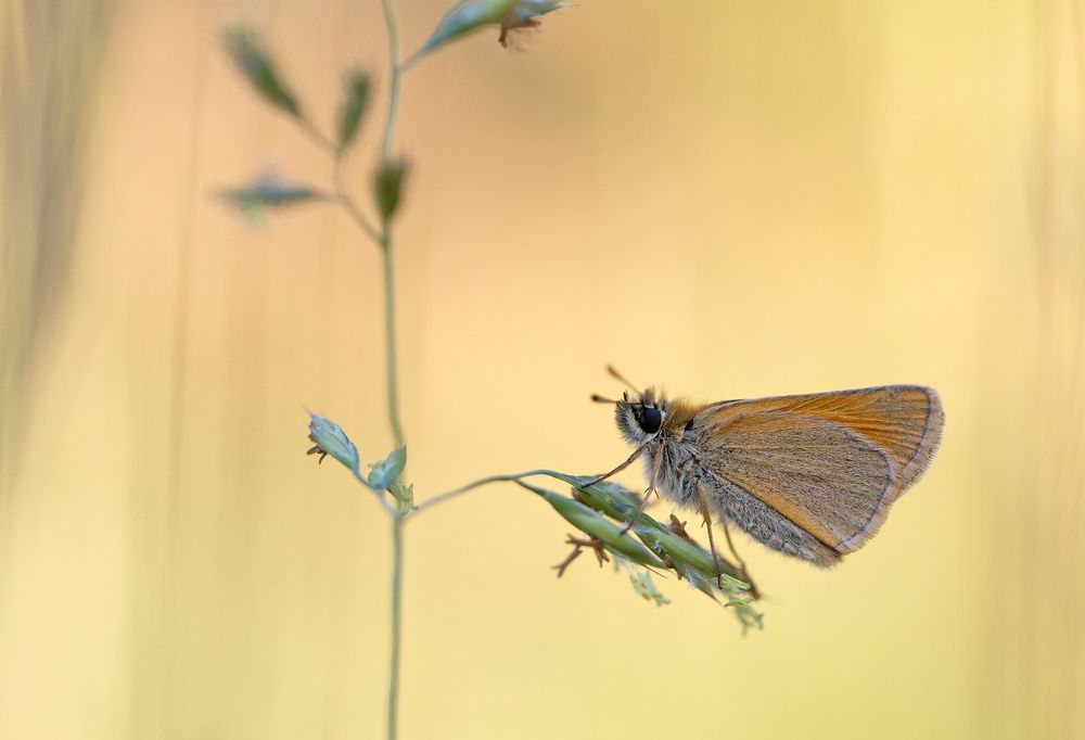 Photograph by Zita R. Gasiūnaitė