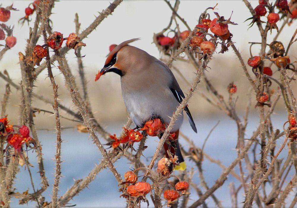 Колючий завтрак свиристеля