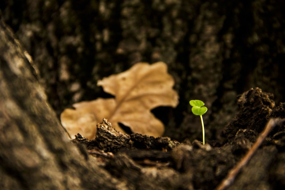 A tiny life inside dry woods