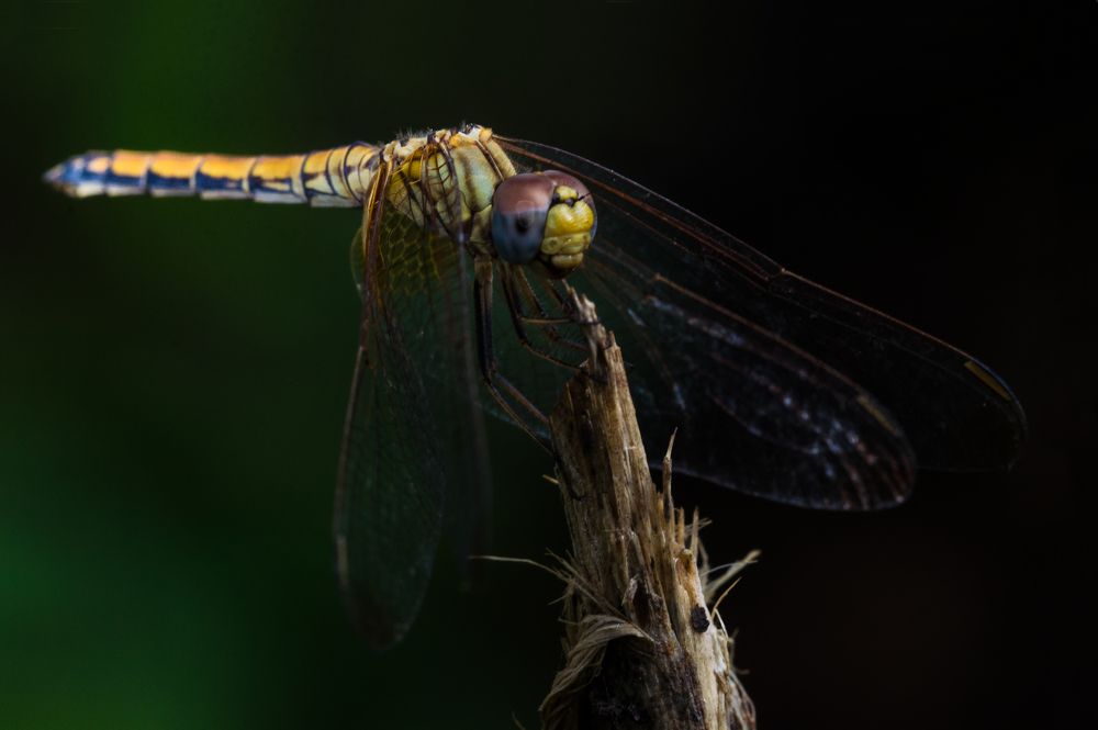 Dragonfly