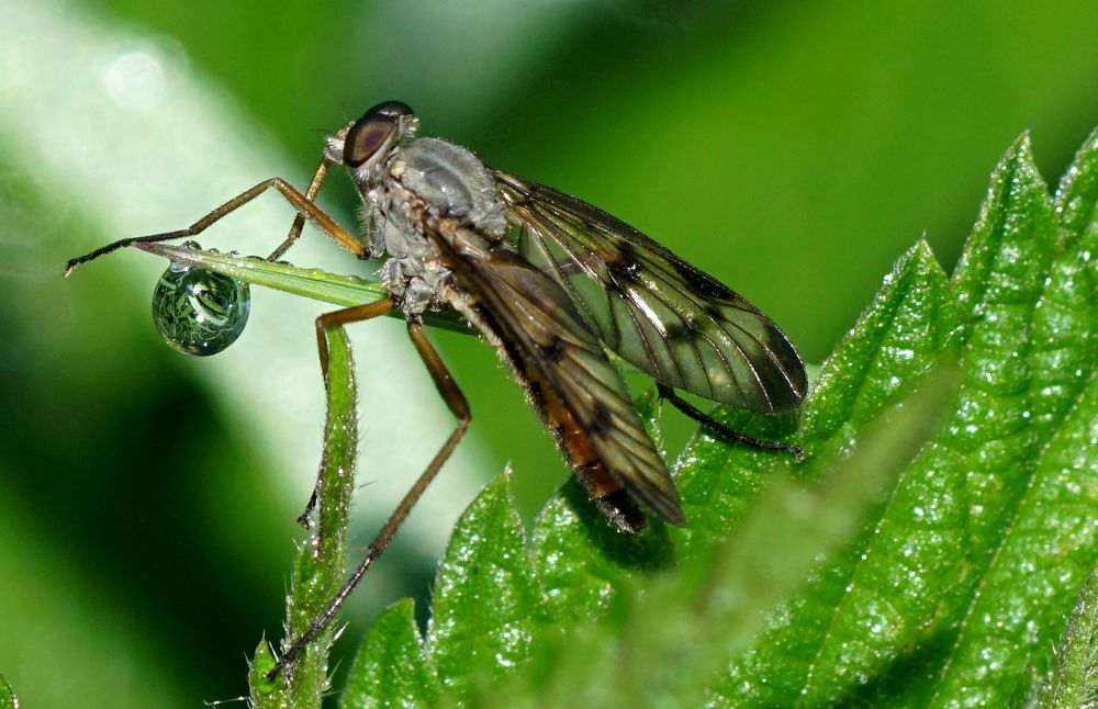 Бекасница и капля...