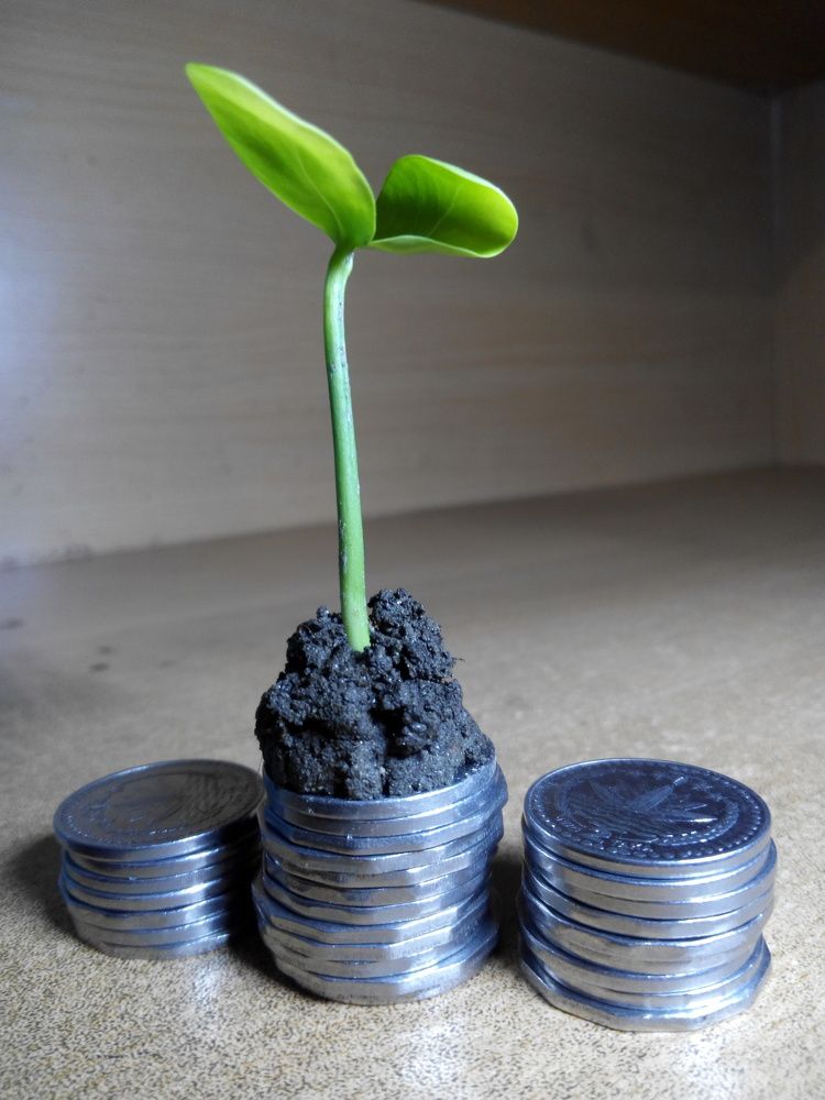 Money-Plant