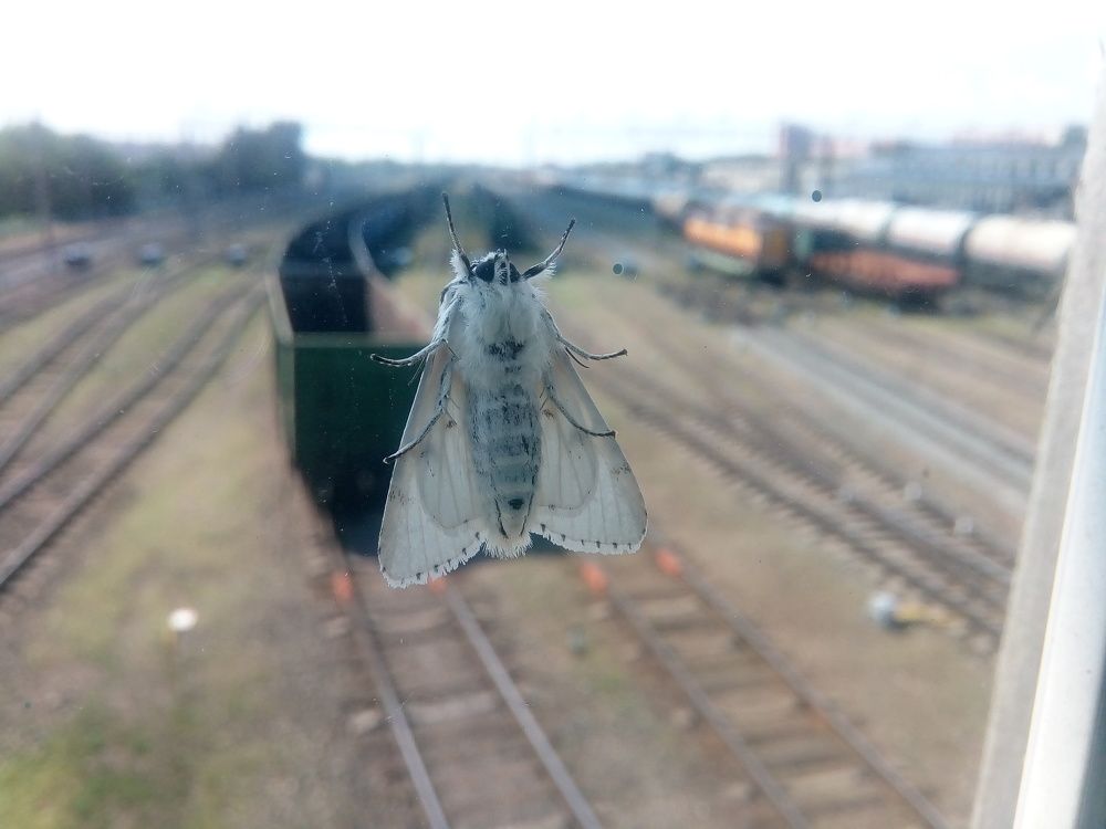 Неожиданный гость в разгар рабочего дня