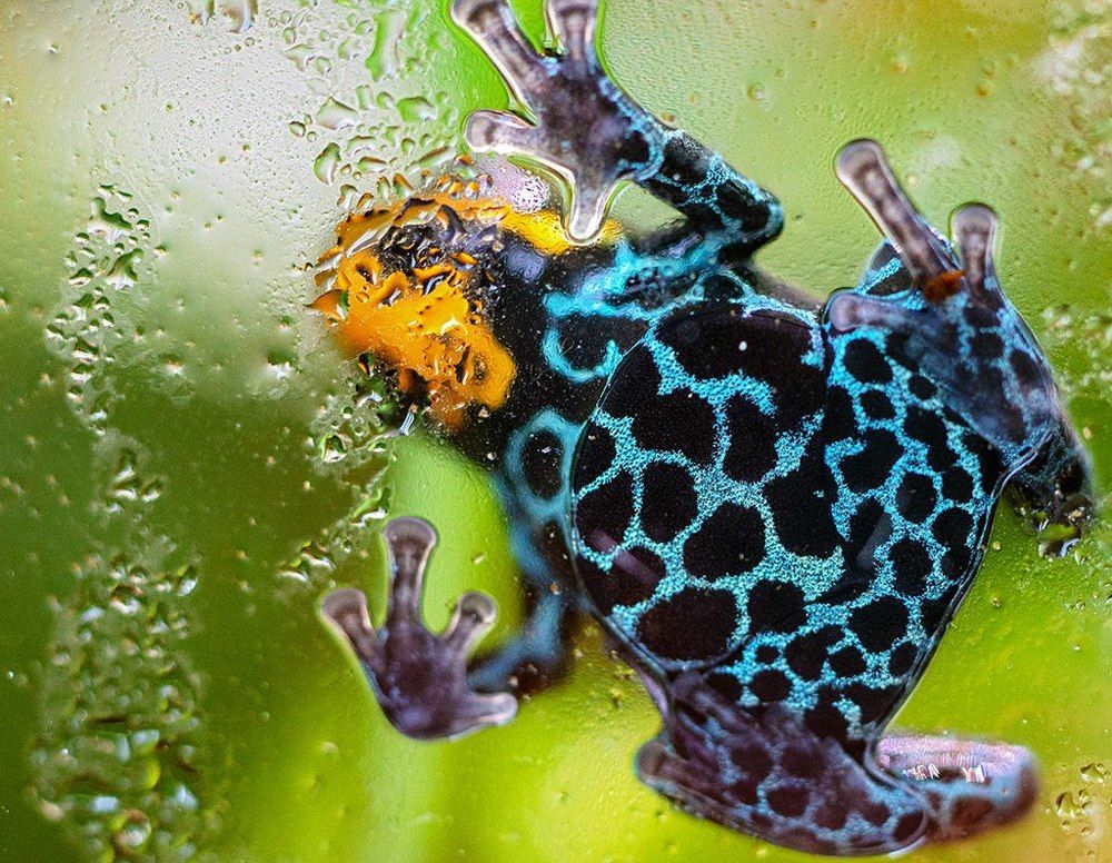 Древолаз Ranitomeya amazonica "Iquitos red"