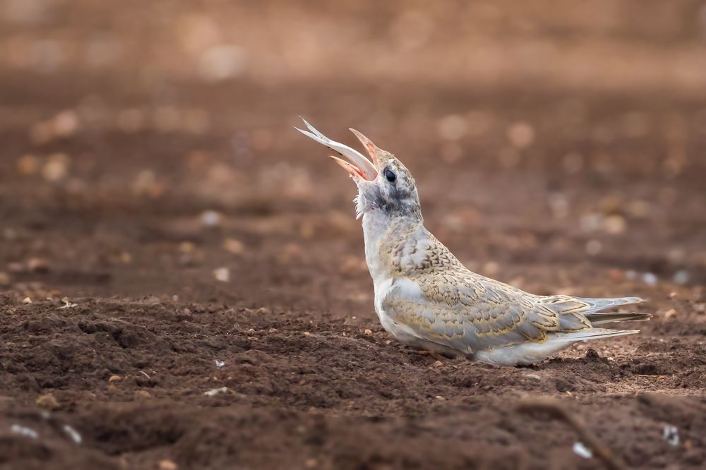 Juvenal River Tern