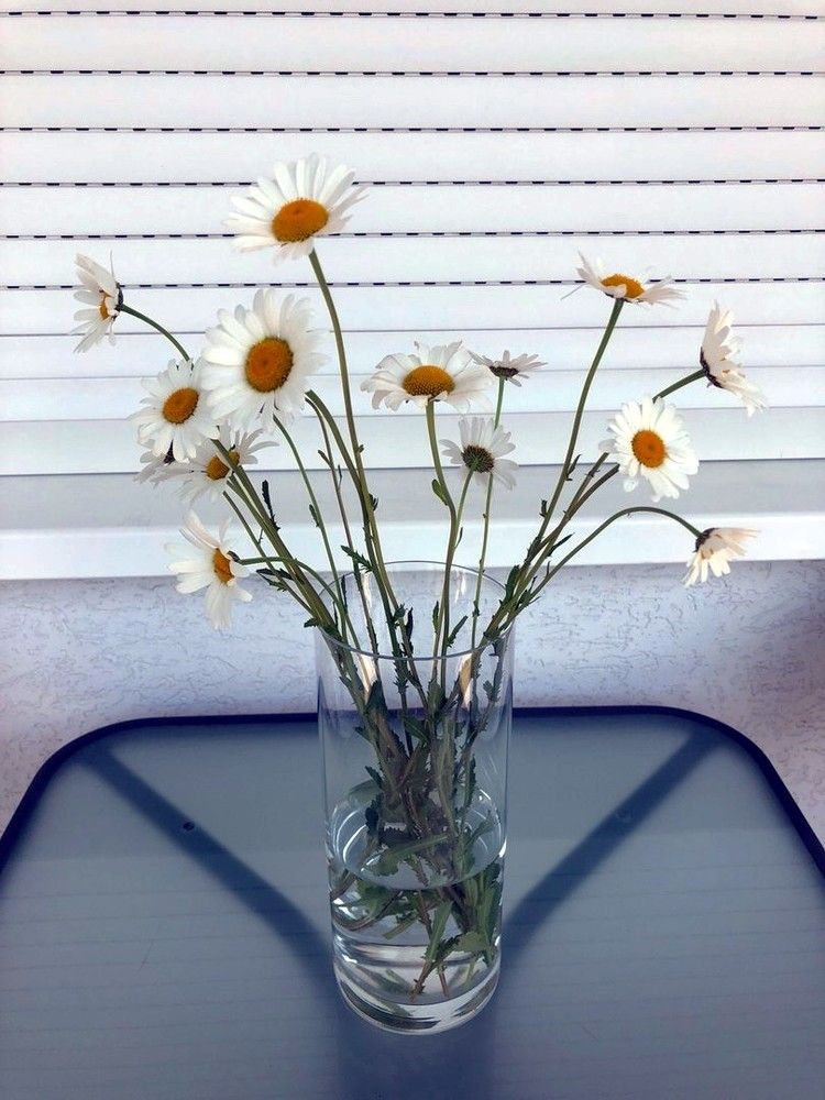 Лето. Ромашки.