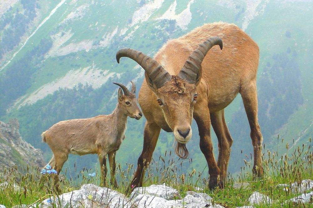 Не подходи!