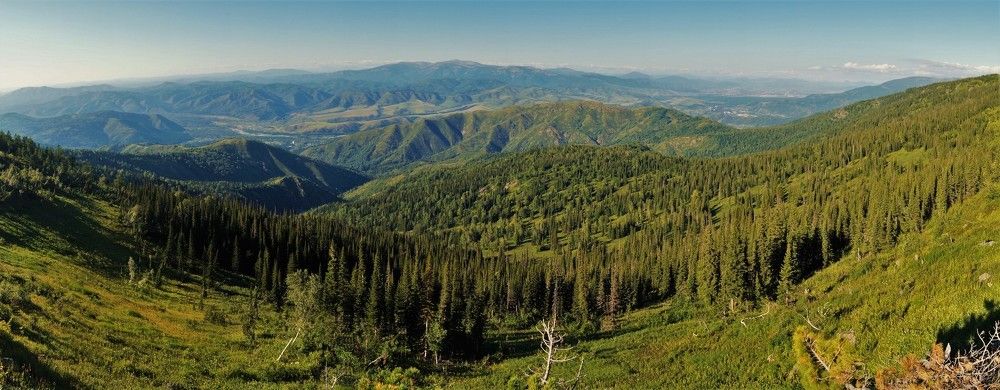 выше кедровых макушек