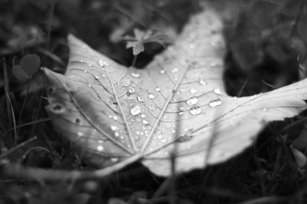 Первая роса