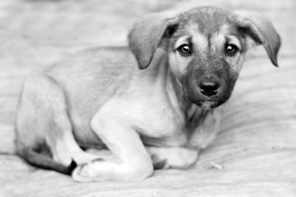 Вы смотрели бездомной собаке в глаза?